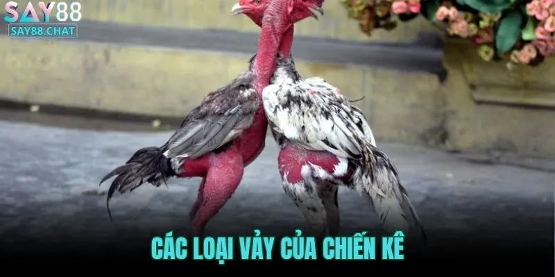 cac-loai-vay-cua-chien-ke
