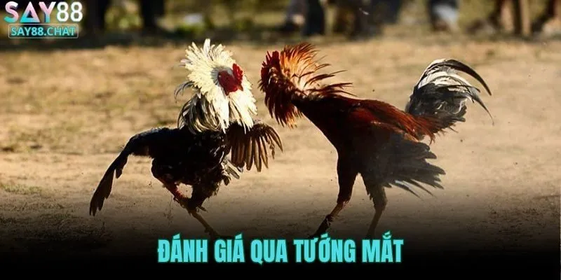 danh-gia-qua-tuong-mat-bang-meo-xem-tuong-ga