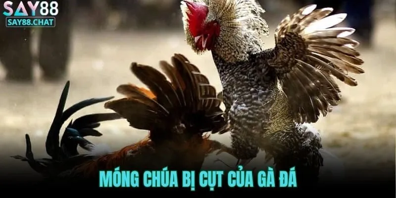 mong-chua-bi-cut-cua-ga-da