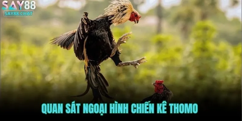 quan-sat-ngoai-hinh-chien-ke-thomo