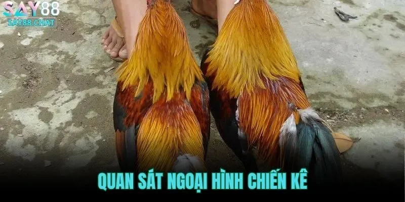 quan-sat-ngoai-hinh-chien-ke
