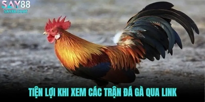 tien-loi-khi-xem-cac-tran-da-ga-qua-link