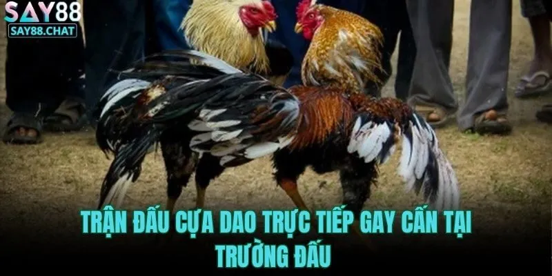 tran-dau-cua-dao-truc-tiep-gay-can-tai-truong-dau