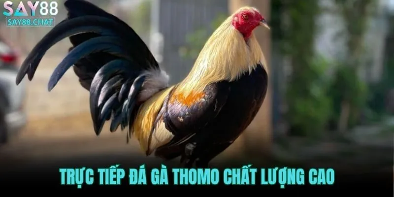 truc-tiep-da-ga-thomo-chat-luong-cao